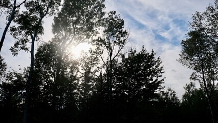 Photo of sky with tree