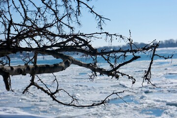 tree in the snow in front of water