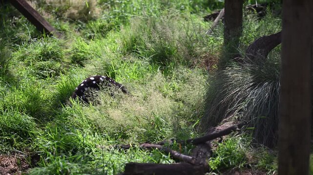 eastern Quoll, Dasyurus viverrinus, small carnivorous marsupial fast and agile solitary predator and endangered species living in a protective enclosure.