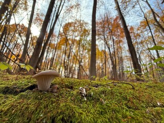 October colours in Quebec, Canada