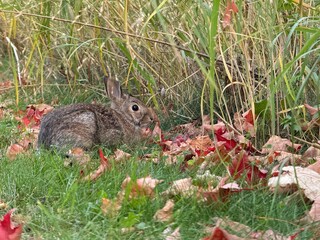 The eastern cottontail (Sylvilagus floridanus) in autumn