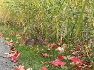 The eastern cottontail (Sylvilagus floridanus) in autumn