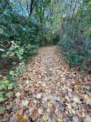 October colours in Quebec, Canada