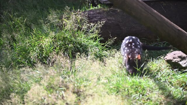 eastern Quoll, Dasyurus viverrinus, small carnivorous marsupial fast and agile solitary predator and endangered species living in a protective enclosure.