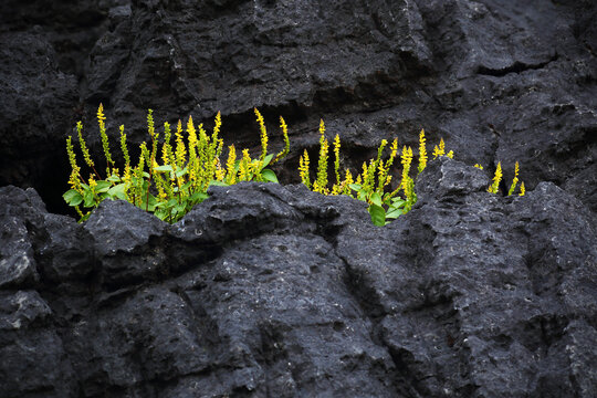 Polygala umbonata Craib (Polygalaceae) grows in the crevices of limestone mountains in Umphang District, Tak Province, Thailand.
