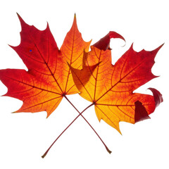 Obraz premium Two vibrant red and orange maple leaves overlapping, isolated on transparent background