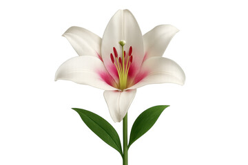 Fototapeta premium White lily flower blooming, showing delicate petals, pink core, green stem, isolated on transparent background
