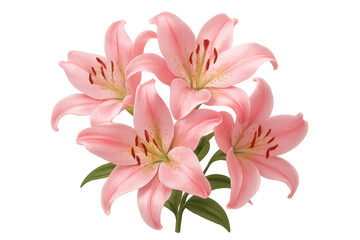 Fototapeta premium Pink lily flowers blooming, creating a vibrant bouquet, with a transparent background for versatile design