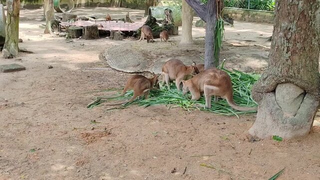 A group of wallabies are seen foraging in a shady enclosure.