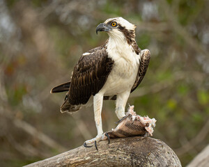 Osprey feeding on a saltwater fish in Florida
