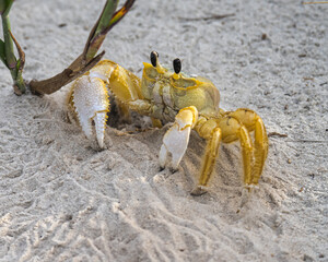 Ghost crab on a Florida beach