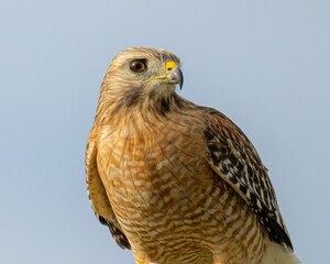 Close up of a red shouldered hawk