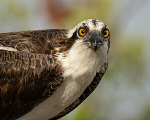 Close up portrait of an osprey