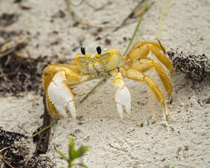 Ghost crab on a Florida beach