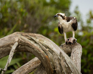 Osprey feeding on a saltwater fish in Florida