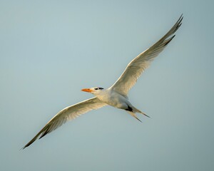 Royal tern in flight in Florida
