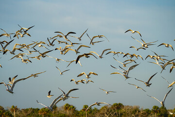 Seagulls and terns in flight