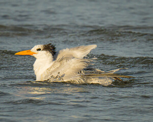 Royal tern taking a bath in the ocean