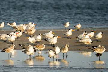 Terns and Seagulls on a Florida beach