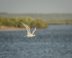 Royal tern in flight in Florida
