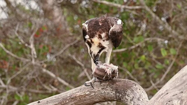 Osprey feeding on a saltwater fish in Florida