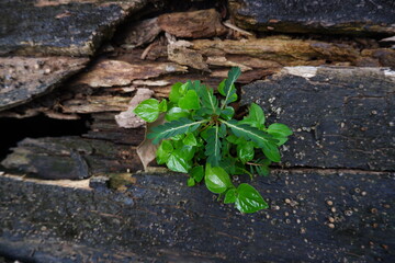 Small Plant Growing from Dead Wood