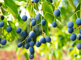 秋光に揺れる瑠璃の実