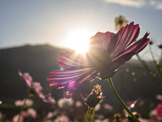 朝陽に透ける秋桜の祈り