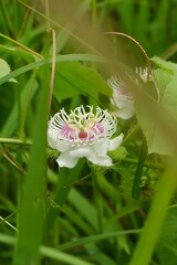 Stunning Detailed Close-up of Passiflora foetida Flower (Stinking Passionflower).