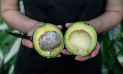 Cropped shot view of someone holding half of Avocado fruit. Avocado known for its heart-healthy monounsaturated fats, high fiber content, and rich, buttery texture.