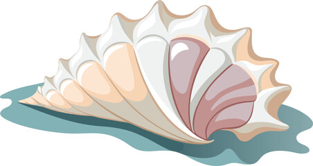 seashell surface close up texture.