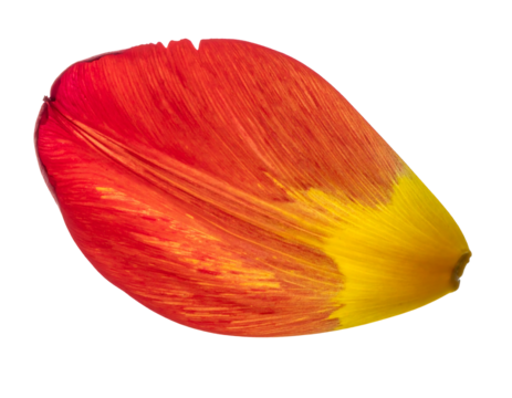Tulip petal A vibrant red-orange petal transitions to yellow. Veins give it texture on a black background