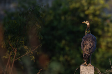 A small Indian peacock perched on a cement post with elegant look  with well blurred background.