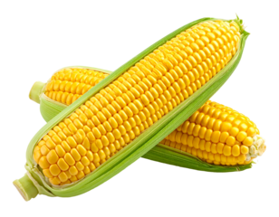 Two ears of yellow corn, still in their green husks, are crossing each other diagonally on a dark, transparent background