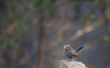 A small Indian robin perched on a cement post with mouth full of home material, like nesting behavior with well blurred background.