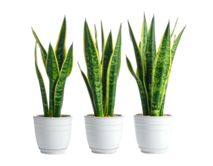 Three potted snake plants with green/yellow leaves sit in white planters against a black background