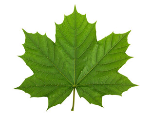 Vibrant green maple leaf with detailed veins against a stark black background, isolated and symmetrical in its shape