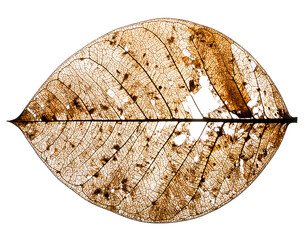 Translucent dried leaf skeleton, light shining through delicate veins, dark background