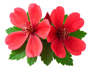Two vibrant red wildflowers with lush green leaves, isolated on black for high contrast, showcasing nature's beauty