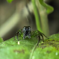 Alert jumping spider stares from green leaf