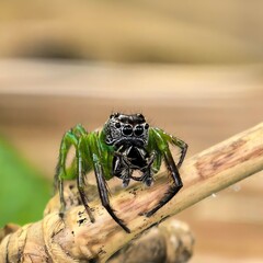 Emerald spider perched with intense stare
