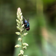 Fly on green plant in sunlight