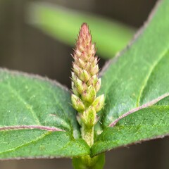 Green plants budding inflorescence nature closeup