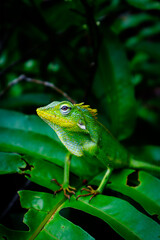green tree lizards, sitting quietly in trees, waiting for prey or perhaps basking in the sun