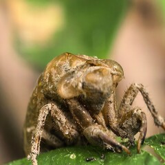 Shed exoskeleton clinging to leaf