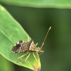 Textured bug perched upon leaf detail