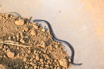 Indotyphlops braminus snake. Its common name brahminy blind snake and blind worm snake. It is a non venomous blind snake species, found mostly in Africa and Asia. Its fossorial or  burrowing reptile.
