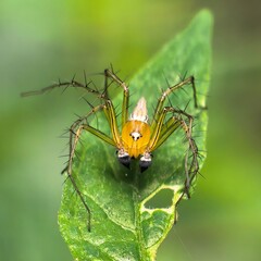 Yellow spider perches on a bright leaf