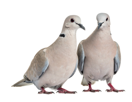 Two light beige doves with distinctive black neck collars stand close against a black backdrop, heads turned slightly