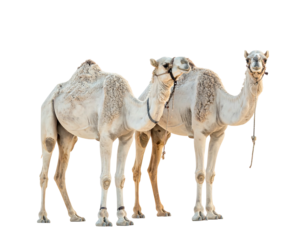 Two light-colored camels stand side by side against a stark black background, partially obscured